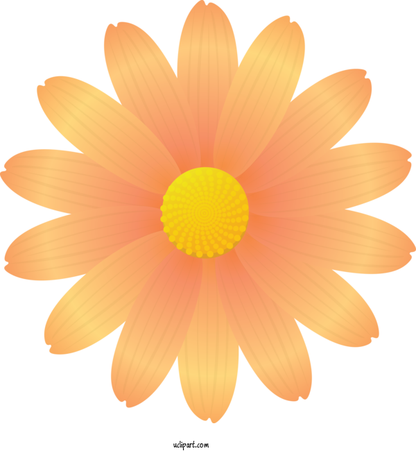 Free Flowers Petal Flower Yellow For Marguerite Clipart Transparent Background