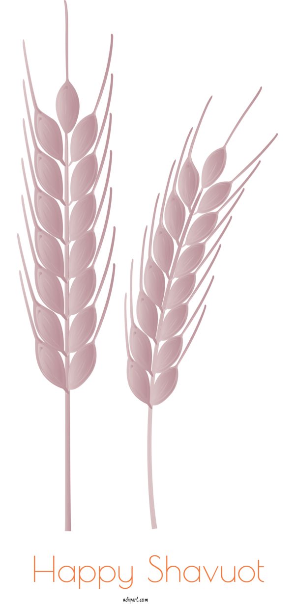 Free Holidays Feather Pink Grass Family For Shavuot Clipart Transparent Background