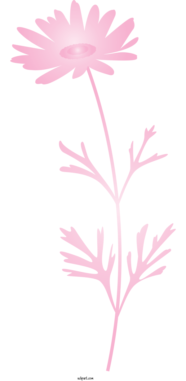 Free Flowers Pink Pedicel Plant For Marguerite Clipart Transparent Background