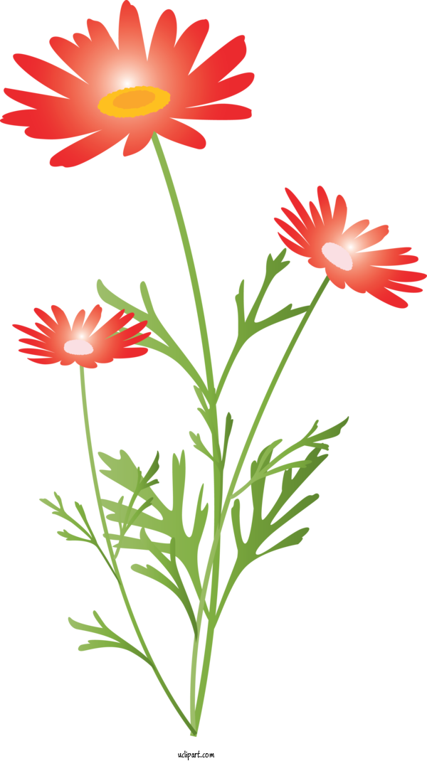 Free Flowers Flower Plant Pedicel For Marguerite Clipart Transparent Background