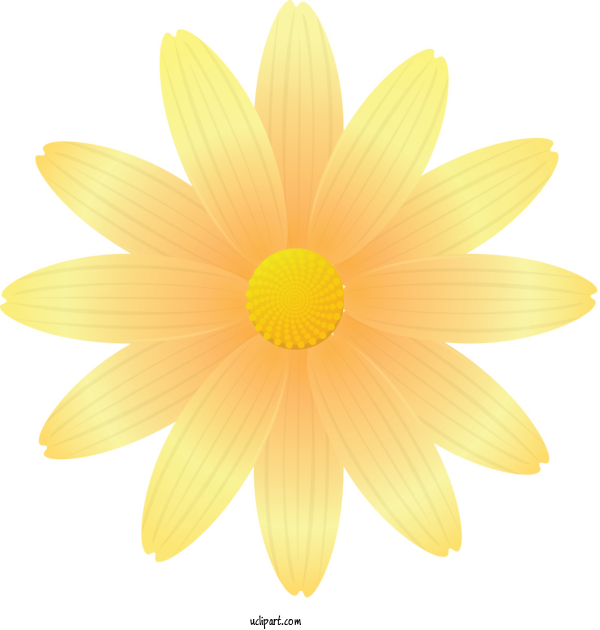 Free Flowers Yellow Flower Petal For Marguerite Clipart Transparent Background