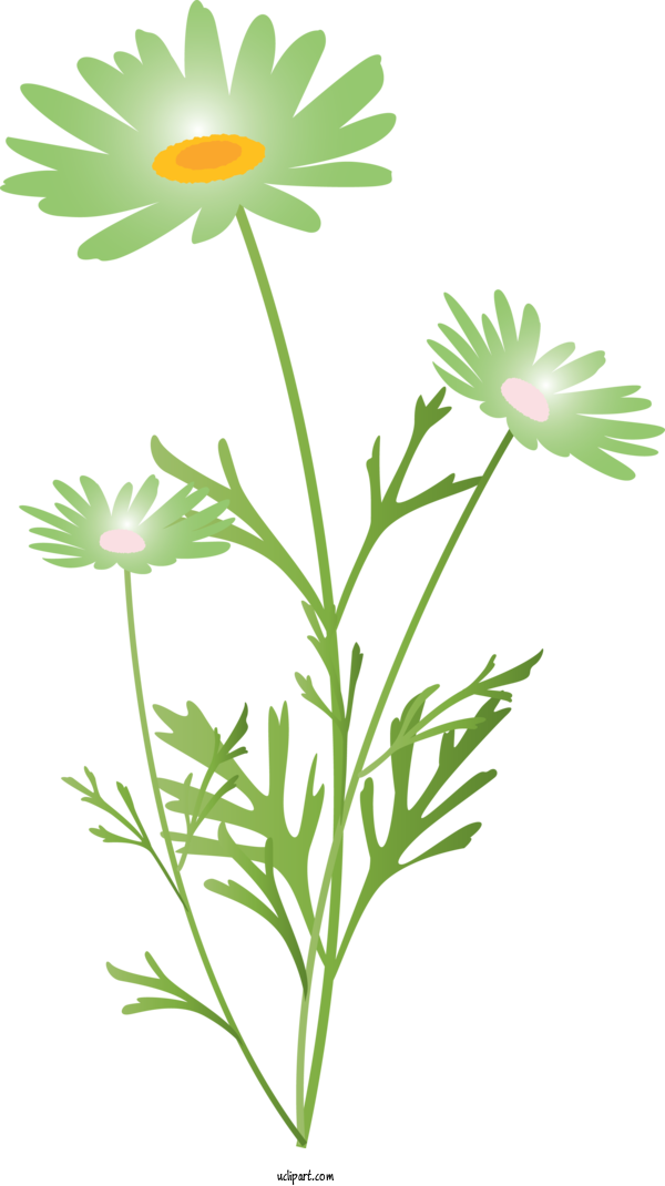 Free Flowers Flower Mayweed Chamomile For Marguerite Clipart Transparent Background