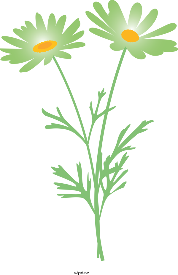 Free Flowers Mayweed Flower Chamomile For Marguerite Clipart Transparent Background