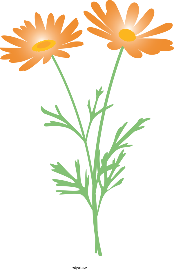Free Flowers English Marigold Chamomile Flower For Marguerite Clipart Transparent Background
