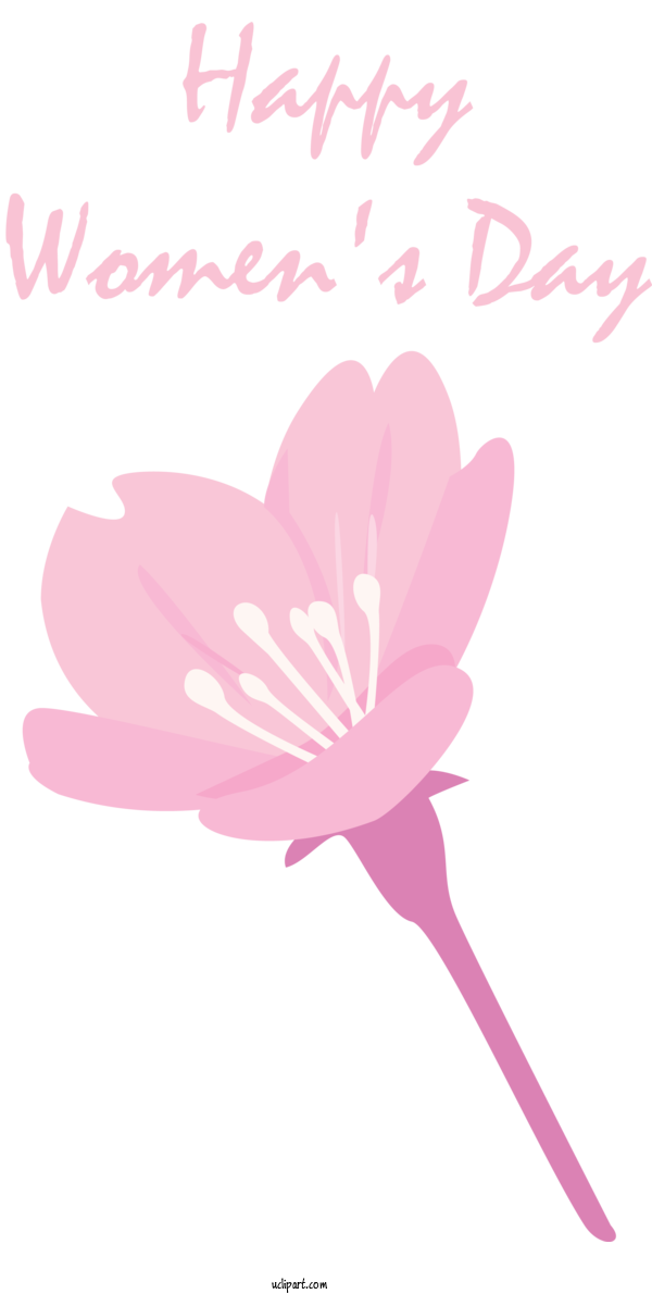Free Holidays Pink Flower Petal For International Women's Day Clipart Transparent Background