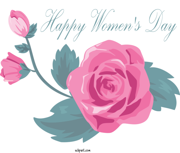 Free Holidays Pink Flower Garden Roses For International Women's Day Clipart Transparent Background