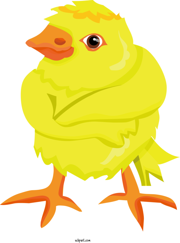 Free Holidays Yellow Bird Chicken For Easter Clipart Transparent Background