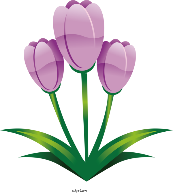 Free Holidays Tulip Flower Petal For Easter Clipart Transparent Background
