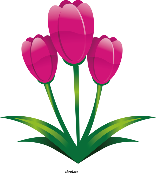 Free Holidays Tulip Flower Petal For Easter Clipart Transparent Background