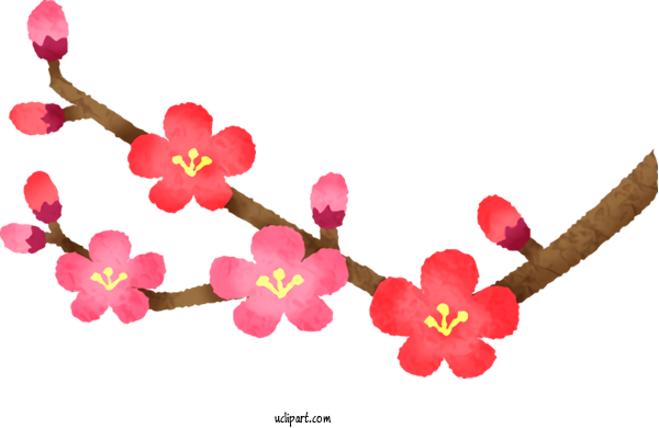 Free Flowers New Year Plum Blossom For Sakura Clipart Transparent Background