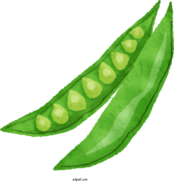 Free Food Pea Plant Stem Lima Bean For Vegetable Clipart Transparent Background
