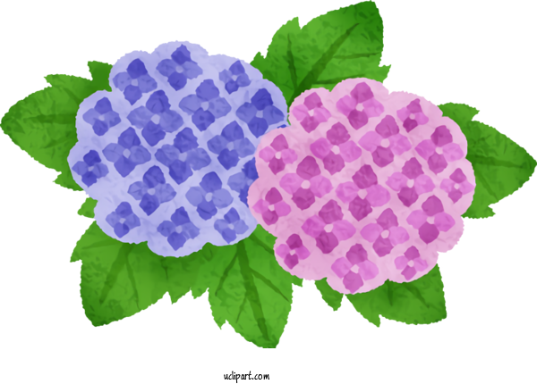 Free Flowers French Hydrangea East Asian Rainy Season 屋根修理の匠 やねっと For Hydrangea Clipart Transparent Background
