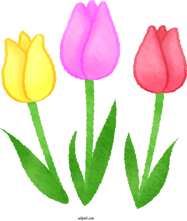 Free Flowers Tulip Drawing For Tulip Clipart Transparent Background