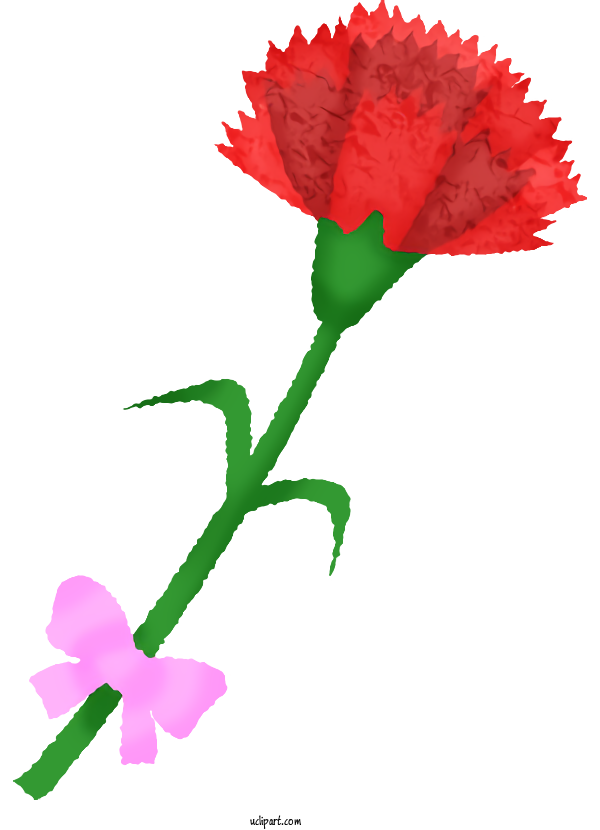 Free Flowers Design Drawing For Carnation Clipart Transparent Background
