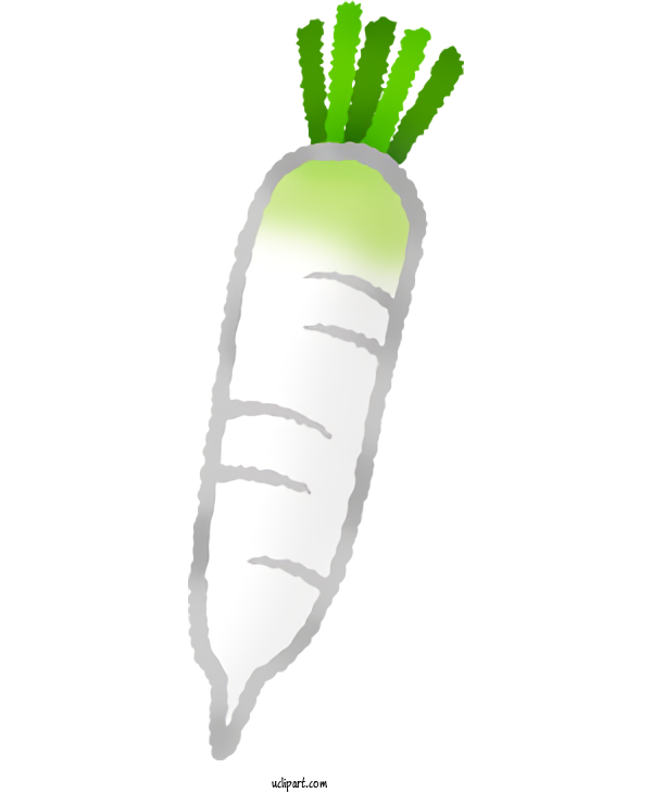 Free Food Drawing Daikon For Vegetable Clipart Transparent Background