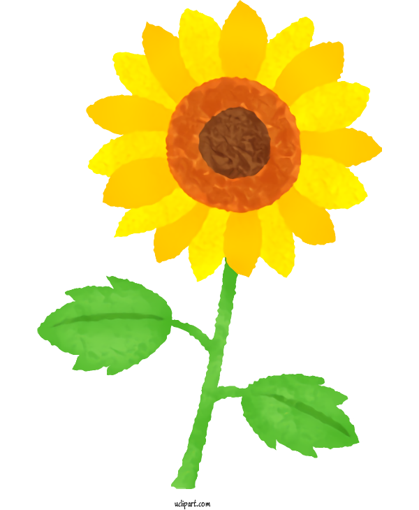 Free Flowers Common Sunflower Drawing Rose For Sunflower Clipart Transparent Background