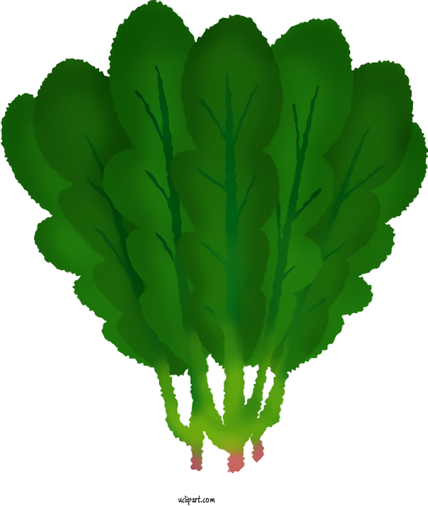 Free Food Leaf Vegetable Spinach Salad Spinach For Vegetable Clipart Transparent Background