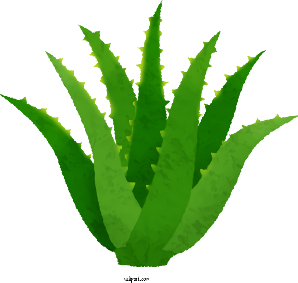 Free Food Plant Stem Leaf Hemp For Vegetable Clipart Transparent Background