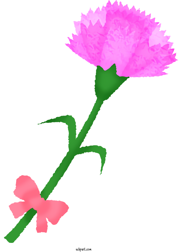 Free Flowers Carnation Drawing Cut Flowers For Carnation Clipart Transparent Background