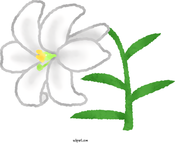 Free Flowers Floral Design Plant Stem Leaf For Lily Clipart Transparent Background