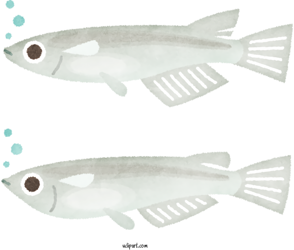 Free Animals Milkfish Fish Biology For Baby Animal Clipart Transparent Background