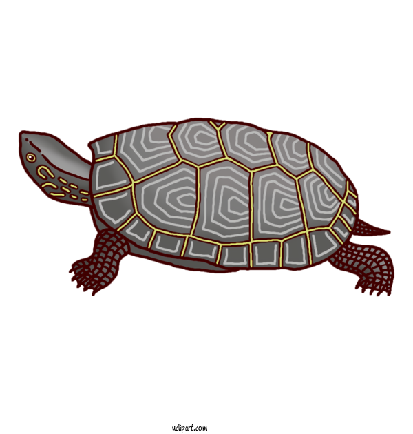 Free Animals Box Turtles Reptiles Turtles For Turtle Clipart Transparent Background
