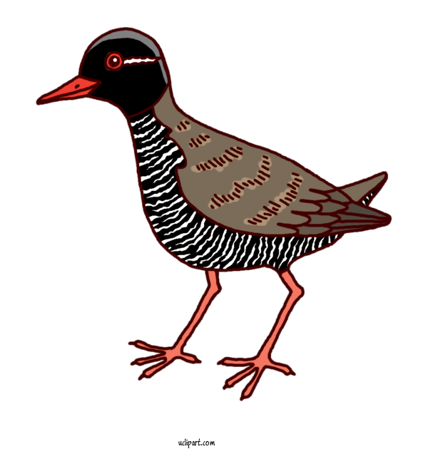 Free Animals Duck Beak Wader For Bird Clipart Transparent Background