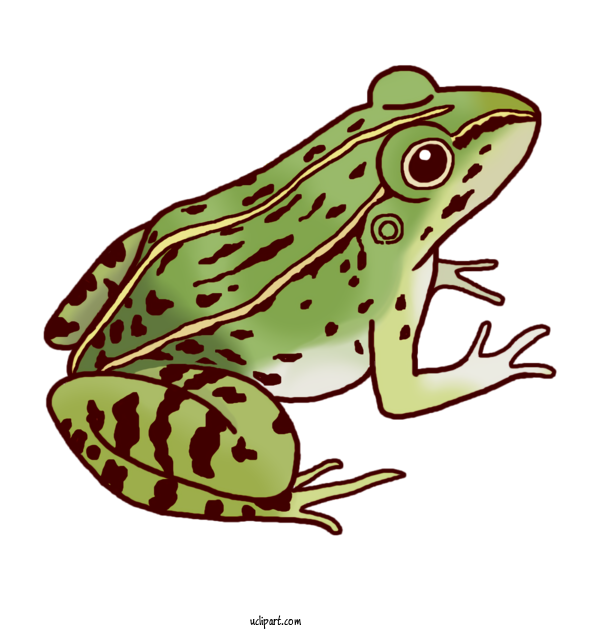 Free Animals Toad True Frog Tree Frog For Frog Clipart Transparent Background