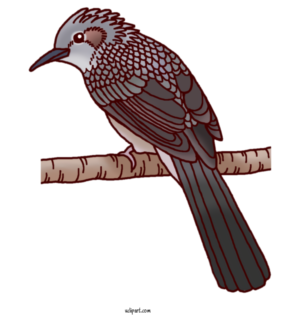Free Animals Hawk Cuckoos For Bird Clipart Transparent Background