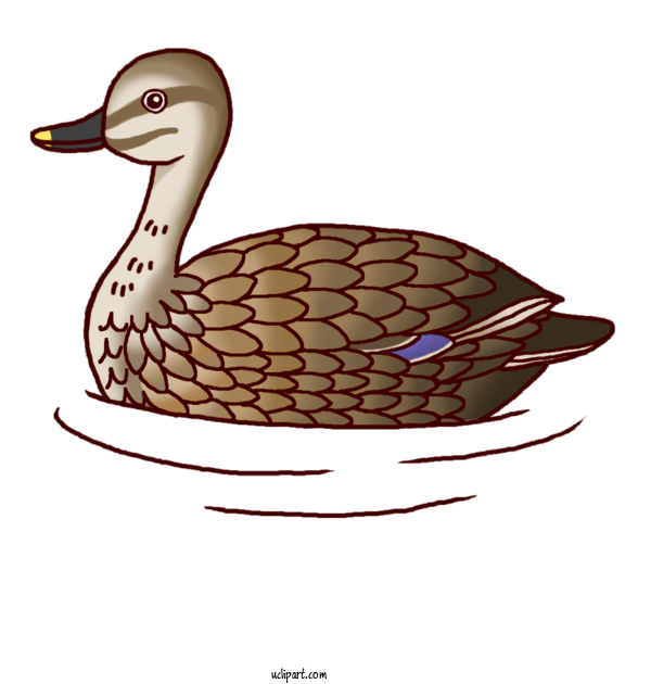 Free Animals Mallard Duck Goose For Bird Clipart Transparent Background