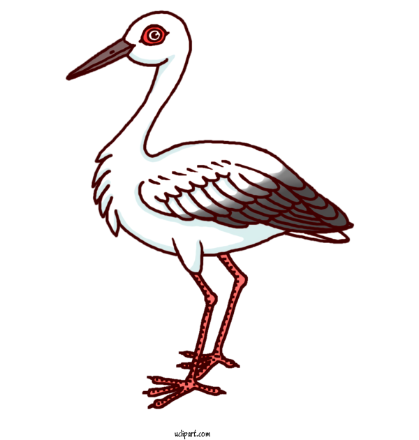 Free Animals White Stork Stork Oriental Stork For Bird Clipart Transparent Background