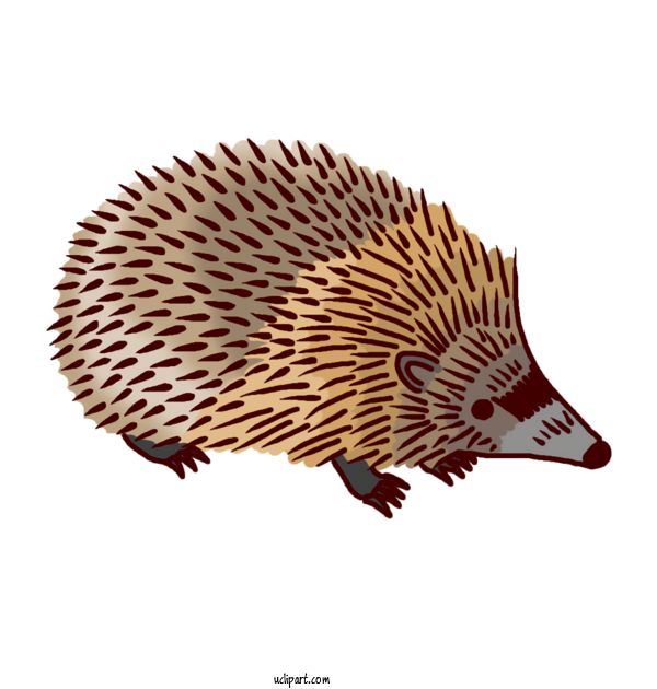 Free Animals Domesticated Hedgehog Hedgehog Echidnas For Hedgehog Clipart Transparent Background