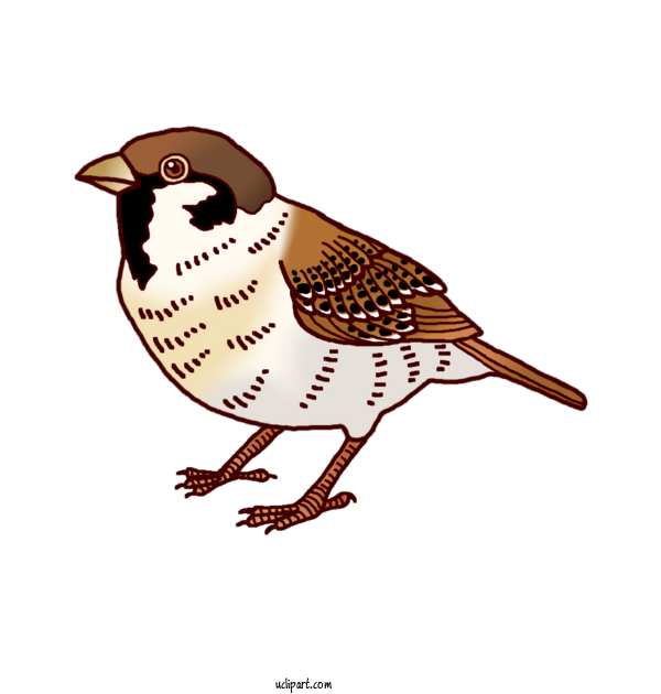 Free Animals Birds Eurasian Tree Sparrow Old World Sparrow For Bird Clipart Transparent Background