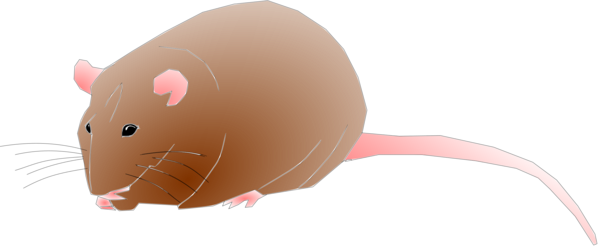 Free Animal Rat Mouse Muridae Clipart Clipart Transparent Background