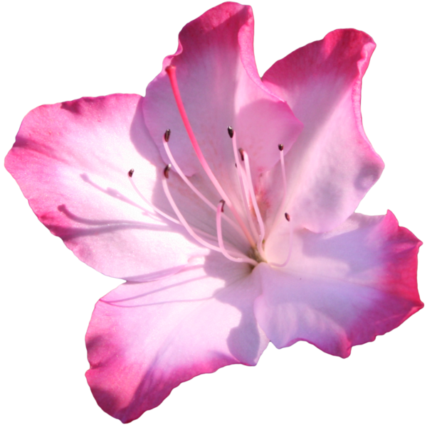 Free Plant Flower Petal Azalea Clipart Clipart Transparent Background