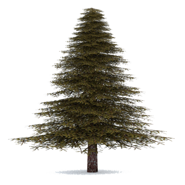 Free Plant Tree Christmas Tree Spruce Clipart Clipart Transparent Background