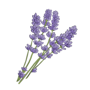 Free Plant Lavender Flower English Lavender Clipart Clipart Transparent Background