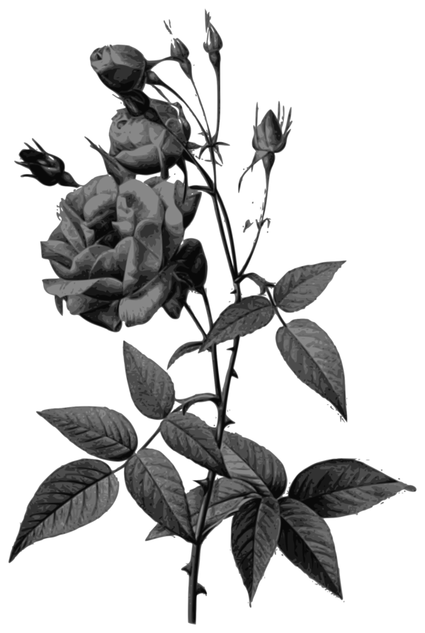 Free Plant Black And White Plant Flower Clipart Clipart Transparent Background