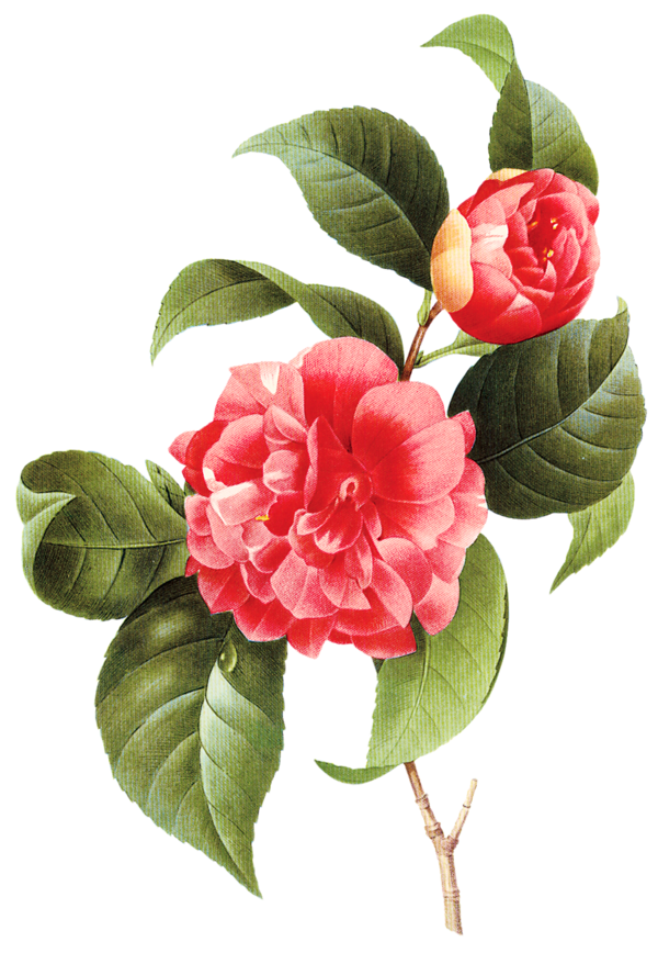 Free Plant Flower Plant Japanese Camellia Clipart Clipart Transparent Background