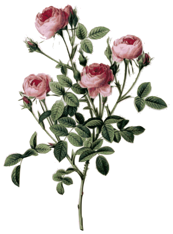 Free Plant Flower Rose Family Garden Roses Clipart Clipart Transparent Background