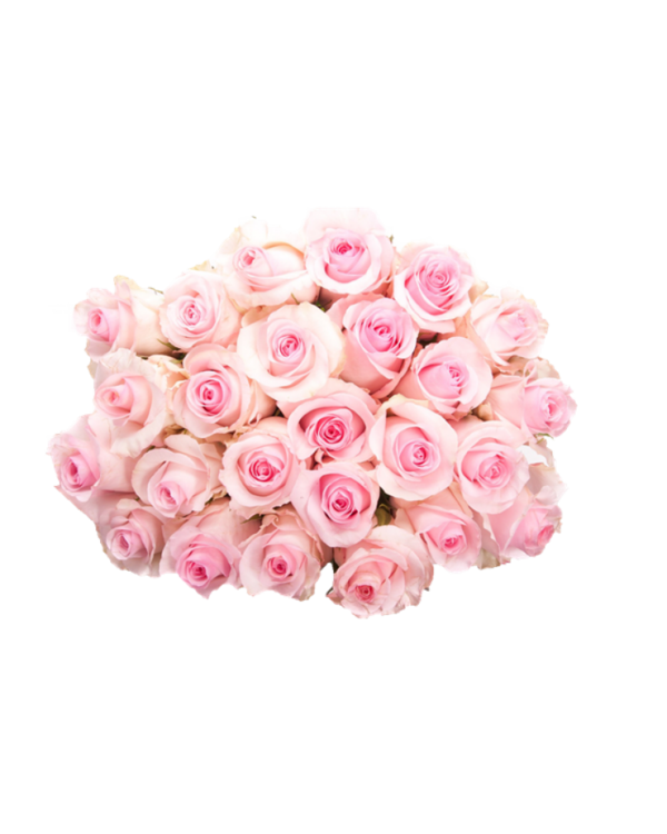 Free Plant Flower Rose Rose Family Clipart Clipart Transparent Background