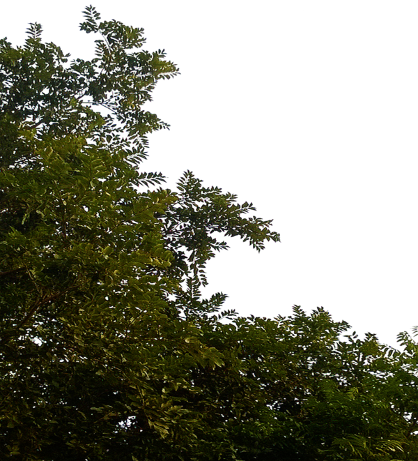 Free Plant Tree Sky Vegetation Clipart Clipart Transparent Background