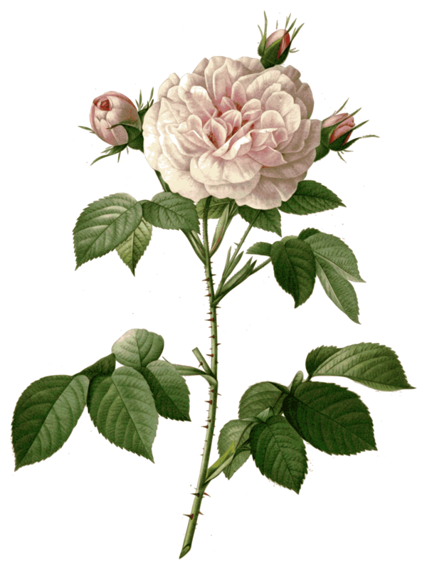 Free Plant Flower Plant Rose Family Clipart Clipart Transparent Background