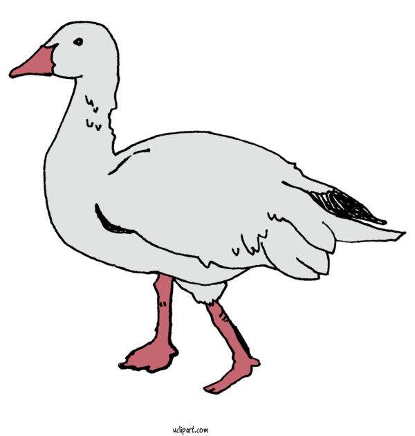 Free Animals Duck Goose Snow Goose For Animal Clipart Transparent Background