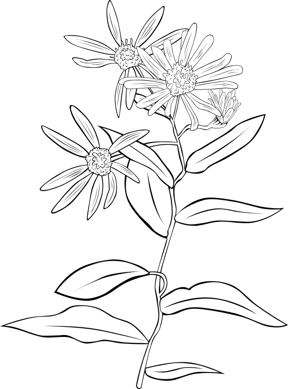 Free Plant Flower Flora Black And White Clipart Clipart Transparent Background