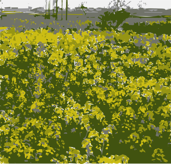 Free Plant Flower Plant Mustard Plant Clipart Clipart Transparent Background