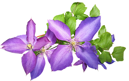 Free Plant Flower Violet Plant Clipart Clipart Transparent Background