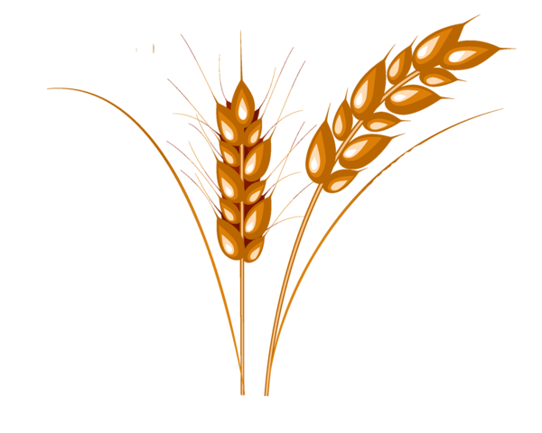 Free Plant Food Grain Grass Family Wheat Clipart Clipart Transparent Background