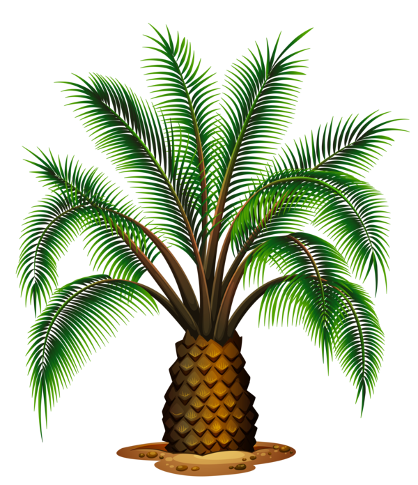 Free Plant Plant Date Palm Palm Tree Clipart Clipart Transparent Background