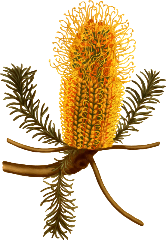 Free Plant Plant Flower Banksia Clipart Clipart Transparent Background